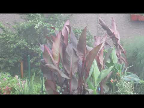 Канны стойко выдержали дождь с грозой, ветром и мелким градом 03 августа 2019г