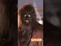 Purani Haveli Movie Horror Music Horror Saund Rajumaditationsoothing