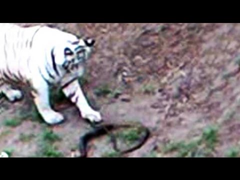 Vets In India Try To Save Cobra That Killed White Tiger