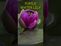 Bloom Season Lotus Lily Victoria Amazonica Shorts Nature Lotus Lotusflowers Explore
