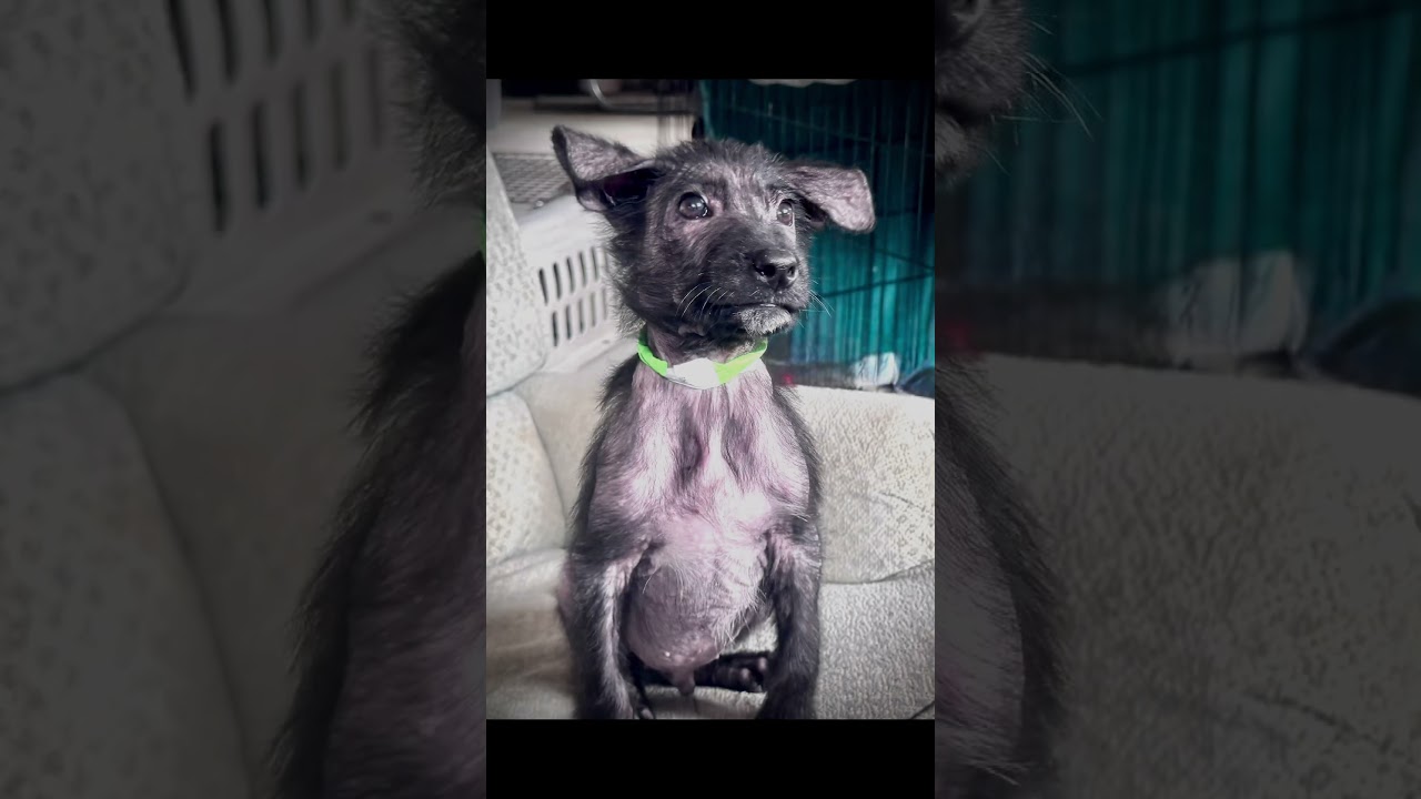 Enlarge Remus, a Adopted mixed breed in Cathlamet, WA video 5/5