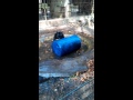 Gao Moon Bears Fun