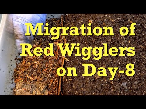Horizontal migration day-8 in 169-day red wiggler worm bin - vermicompost