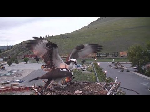 NG brings a big fish, Iris takes off, comes back, leaves again, he broods 2016 05 16 21 55 03 049