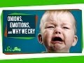 Onions, Emotions, and Why We Cry