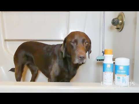 download lagu mp3 mp4 Nootie Dog Shampoo, download lagu Nootie Dog Shampoo gratis, unduh video klip Nootie Dog Shampoo