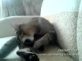 Кот бьет сам себя 