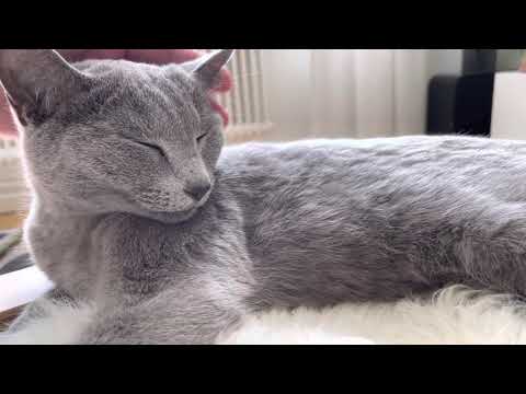 Ekaterina was sleepy so I took the chance to pet her