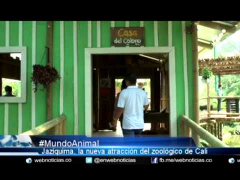 Jaziquima, la nueva exhibición del zoológico de Cali en el que los primates son protagonistas
