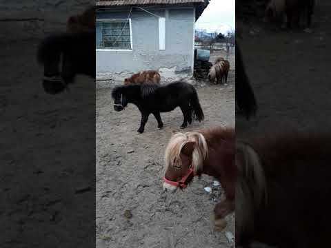 Poneii lui Danut de la Bratca,Bihor