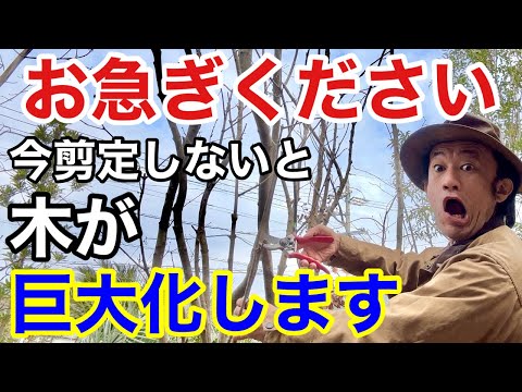 枝セロリ、Apiumgraveolens var dulce