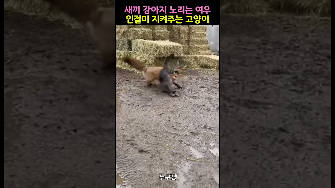 새끼 강아지 노리는 여우 댕댕이 지켜주는 고양이