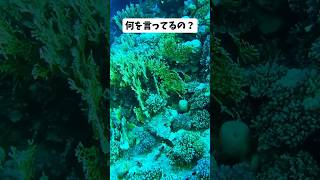 #政治 #米軍基地 #立憲民主党