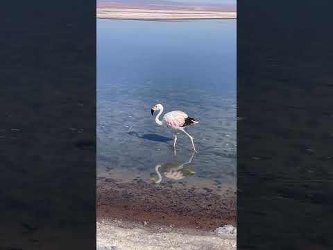 Flamingo in San Pedro de Atacama🦩