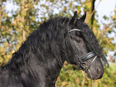 Stal Okkema's Abe - Epke x Fabe - stallion - 1.65m - 2016