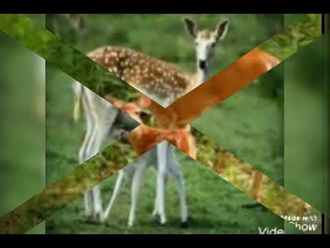 نبينا محمد قال يا بلال