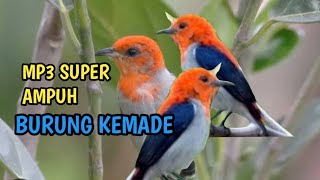 Download lagu suara pikat kemade/cabe cabean terbukti  super ampuh#kemade#tolitoli mp3