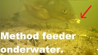 Method feeder onderwater beelden. Brasem pakt het aas./underwater footage. Bream takes the bait 2017