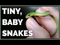 Meet My Tiny Rough Green Snakes Are They Good Pets