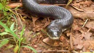 preview picture of video 'bLACK rAT sNAKE'