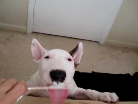 Reefa and IceCream  English Bull Terrier 12 weeks FL