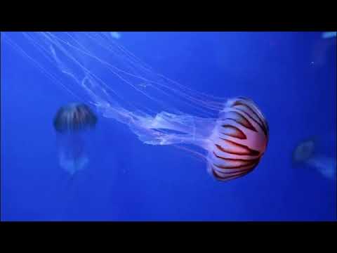 Best Relaxing music with amazing nature , Calm music , Stress relief music, Sleep music