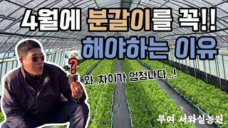 4월에 분갈이를 해야 하는 이유