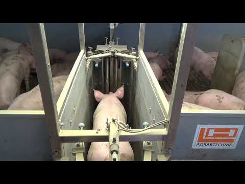 Moderne Schweinemast l die optiSORT-Sortierschleuse l H+L