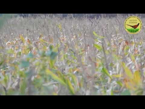 Red Stag Hunting Romania Pro Beniesto Hunting Agency