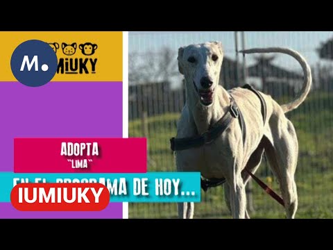 IUMIUKY | los perros que actúan en estructuras colapsadas | Mediaset