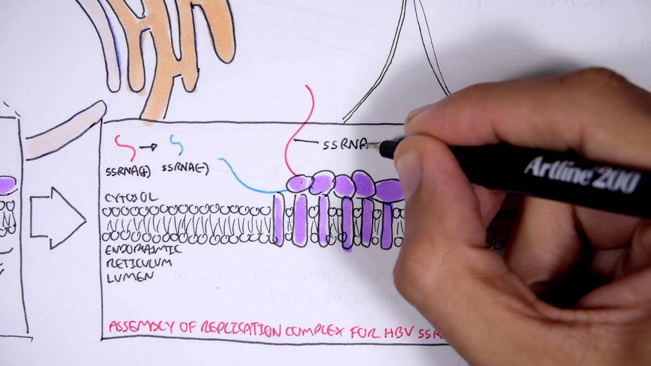 Microbiology - Hepatitis C Virus
