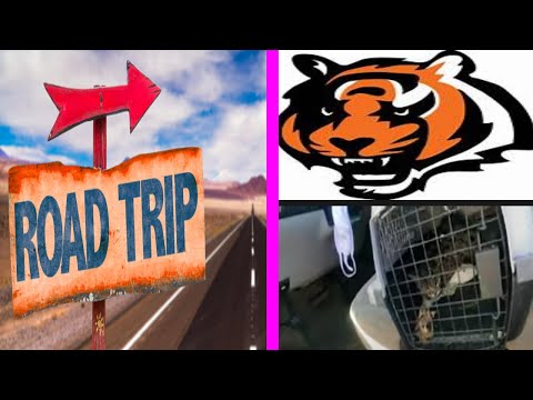 Cross Country with a F1 Bengal Cat to a Cat Sanctuary | Case Study in Bengal Rescue(Dec 2021)