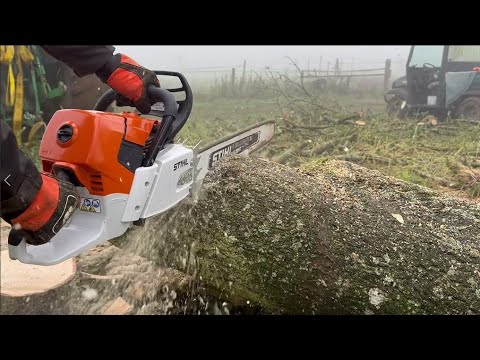 Stihl MS661 C Chainsaw cutting Ash for Firewood