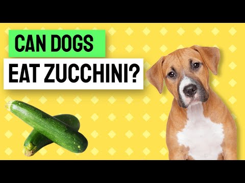 Can Dogs Eat Zucchini? - The Answer May Surprise You.