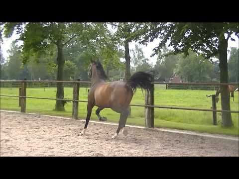 **SOLD** 3yrs.Dressage prospect KWPN by Johnson