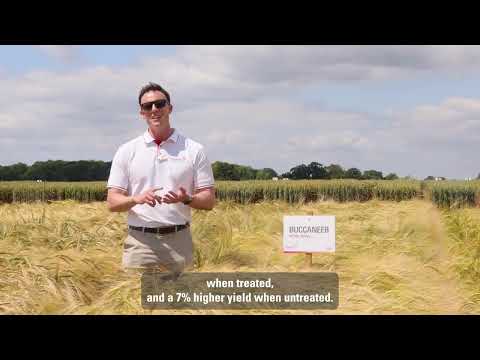 Buccaneer Winter Barley