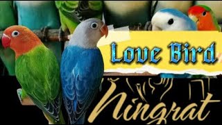 Download lagu Burung Ningrat || 5 jenis Love bird biola termahal mp3 Download lagu Burung Ningrat || 5 jenis Love bird biola termahal mp3