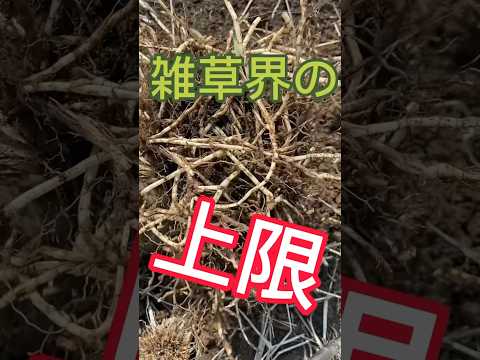 灰は雑草を殺しますか？実践的なヒントとアドバイス  庭園