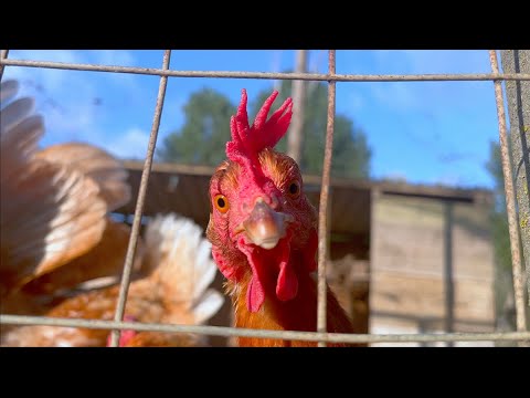 Northern Lite - Wenn du mich so ansiehst