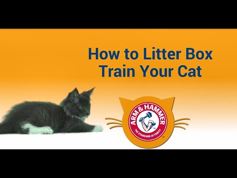 How to Litter Train Your Kitten - YouTube