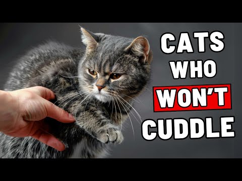 SHOCKING Reason Your Cat Won't Cuddle! How to Fix It