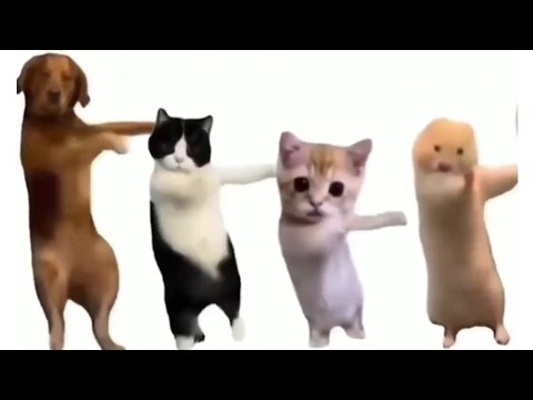 Jogi Ji Neend Na Aave Cat Dance 🤣Jogi Ji Neend Na Aave Meme | Jogi Ji Nind Na Ave Meme