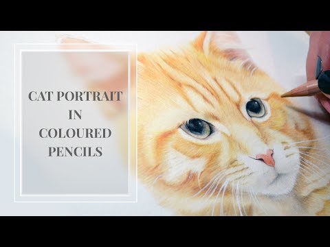 David the Cat in Coloured Pencils | Victoria Randall Fine Art