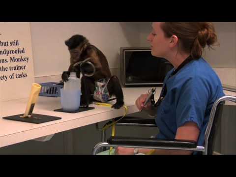 Helping Hands: Matching Capuchins with Those in Need