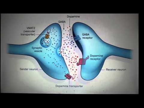 Ereignisse an der Synapse eines Neurons