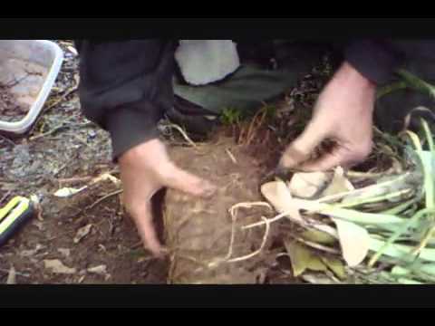 Dividing and Re-Potting Spiderwort (Part 3 of Container Gardening)