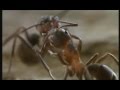 Microcosmos - "Ants" 