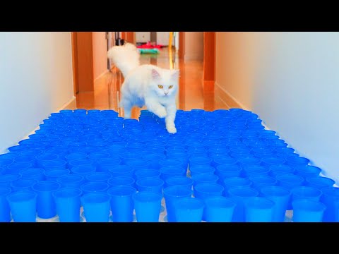 Can Cats Walk Through Cup Floor?