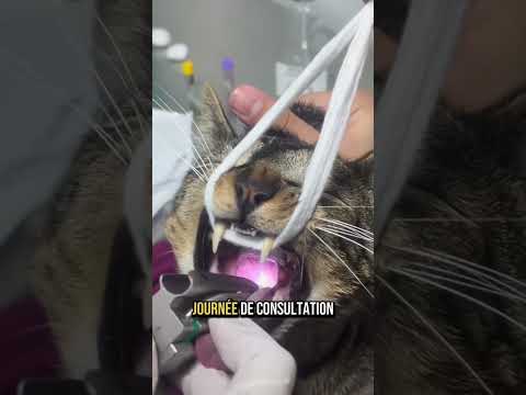 Ce chat est arrivé en urgence