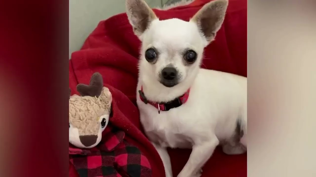 Pierre, an adopted Chihuahua in Shippenville, PA video 5/5